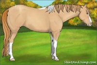 Horse Color:Gold Champagne Splash Tobiano
