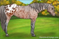 Horse Color:Brown Appaloosa  and Brown Appaloosa 