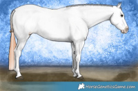 Horse Color:Brown Roan Appaloosa 