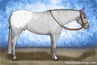Horse Color:Blue Roan Appaloosa 