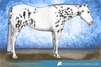 Horse Color:Black Splash Tobiano Appaloosa 