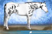 Horse Color:Black Splash Tobiano Appaloosa 