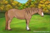 Horse Color:Unknown 