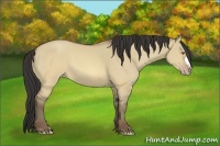 Horse Color:Sable Champagne Dun