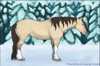 Horse Color:Amber Champagne Dun 