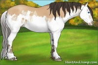 Horse Color:Amber Champagne Splash 