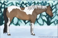 Horse Color:Brown Dun Tobiano 