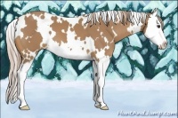 Horse Color:White Spotted Palomino Splash 
