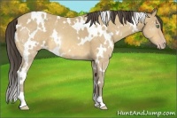 Horse Color:White Spotted Amber Cream Champagne 