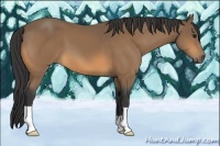 Horse Color:Buckskin 