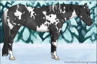 Horse Color:White Spotted Black 