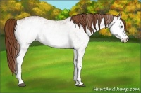 Horse Color:White Spotted Chestnut Rabicano 
