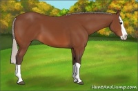 Horse Color:Silver Bay Splash 