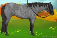 Horse Color:Liver Red Roan 