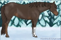 Horse Color:Liver Chestnut