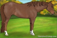 Horse Color:Red Roan 