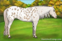 Horse Color:Red Dun Roan Appaloosa 