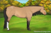Horse Color:Bay Dun