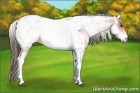 Horse Color:White Spotted Bay Appaloosa 