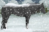 Horse Color:Smoky Black 