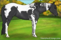 Horse Color:Black Tobiano 