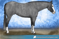 Horse Color:Blue Roan Splash 