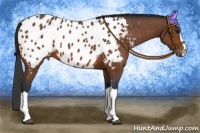Horse Color:Bay Appaloosa 