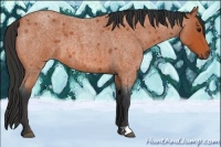 Horse Color:Bay Roan 