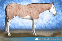 Horse Color:Bay Roan Splash 