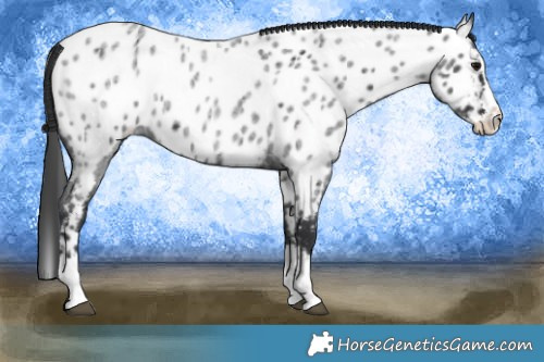 Horse Color:Blue Roan Splash Appaloosa 