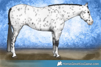 Horse Color:Blue Roan Splash Appaloosa 