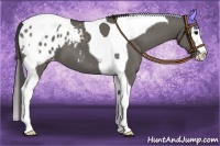 Horse Color:Grullo Splash Tobiano Varnish 