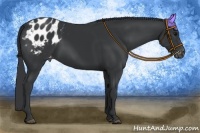 Horse Color:Black Appaloosa