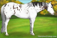 Horse Color:White Spotted Bay Splash Appaloosa
