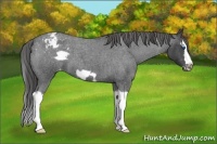 Horse Color:Blue Roan Splash Frame Varnish