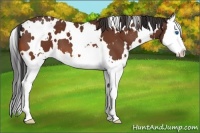 Horse Color:White Spotted Bay Splash Varnish 