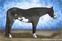 Horse Color:Liver Chestnut Frame 