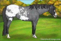Horse Color:Blue Roan Frame Appaloosa Rabicano