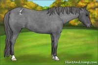 Horse Color:Blue Roan Varnish