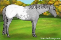 Horse Color:Blue Roan Snowcap 