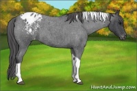 Horse Color:Blue Roan Tobiano Blanket 
