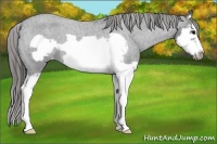 Horse Color:Blue Roan Splash Frame Appaloosa