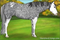 Horse Color:Blue Roan Splash Appaloosa Rabicano