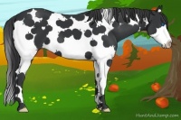 Horse Color:Black Splash Tobiano