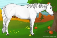 Horse Color:Gray Blue Roan Sabino 