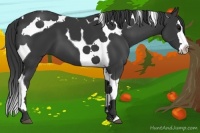Horse Color:Black Splash Tobiano 