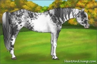 Horse Color:White Spotted Blue Roan Splash 