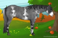 Horse Color:White Spotted Blue Roan 