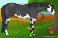 Horse Color:Blue Roan Splash 