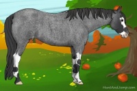 Horse Color:Blue Roan Splash Appaloosa 